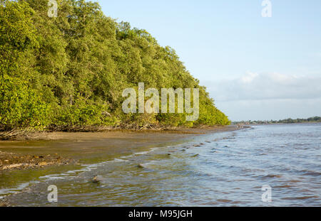 Mangroves Lining The Shores Of The Suriname River Near The Capital Of Suriname Paramaribo Suriname Has Extensive Mangroves Stock Photo Alamy