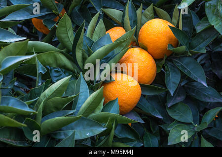 three oranges on the tree in a Sicilian countryside Stock Photo
