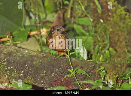 Streak-capped Treehunter (Thripadectes virgaticeps) adult standing on a mossy log  Vinicio Birdwatcher's House, Nono-Mindo Road, Ecuador            Fe Stock Photo