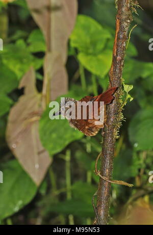 Streak-capped Treehunter (Thripadectes virgaticeps) adult clinging to thin tree  Vinicio Birdwatcher's House, Nono-Mindo Road, Ecuador            Febr Stock Photo
