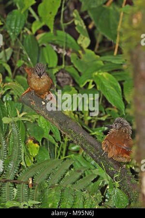 Streak-capped Treehunter (Thripadectes virgaticeps) pair perched on branch  Vinicio Birdwatcher's House, Nono-Mindo Road, Ecuador            February Stock Photo