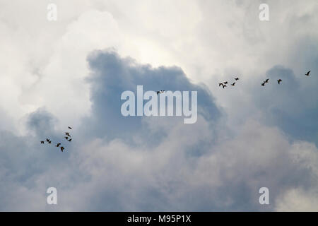 geese fly in the stormy sky in the spring ,rainy weather Stock Photo