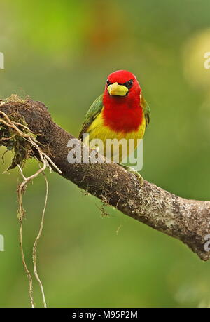 Red-headed Barbet (Eubucco bourcierii) adult male perched on branch  Nono-Mindo Road, Ecuador            February Stock Photo
