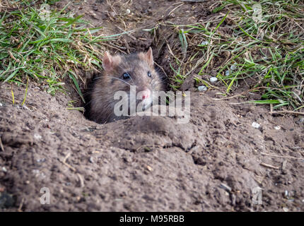 Brown rat Rattus norvegicus peeking out of its burrow in a sunny bank in Gloucestershire UK Stock Photo