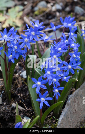 Blue flowered early spring #Glory of the Snow# hardy bulb, Chionodoxa sardensis Stock Photo