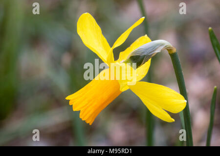 Ornage corolla and yellow petals of the single flowered cyclamineus group daffodil, Narcissus 'Jetfire' Stock Photo
