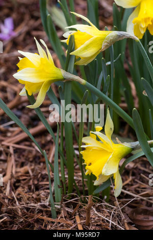 Early flowering yellow trumpets of a double form of the Lent Lily, Narcissus pseudonarcissus, a UK native daffodil Stock Photo