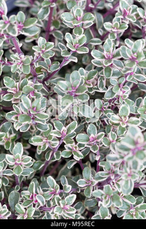 Silver edged variegated foliage of the aromatic, bushy thyme herb, Thymus vulgaris 'Silver Posie' Stock Photo