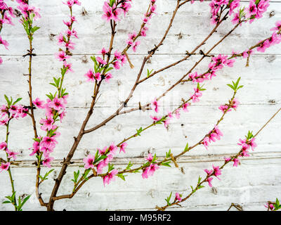 Peach blossom on an espaliered tree in a white walled greenhouse UK Stock Photo