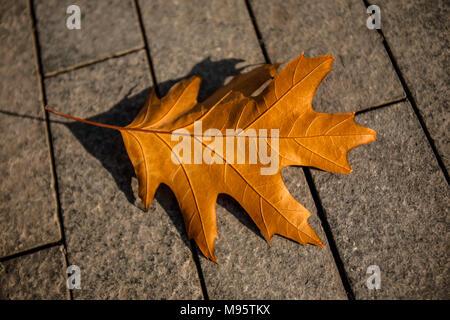 A dried oak leaf sitting on a pedestrian walkway in the afternoon sun. London Stock Photo