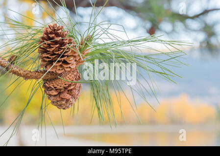 Close-up of ponderosa pine cones and needles on branch with lake, mountains, and yellow autumn leaves in background Stock Photo