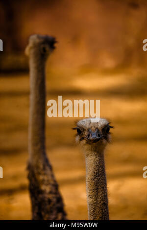 An image presenting two emus in Australia. Stock Photo