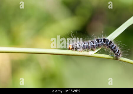 Slug worm on grass Stock Photo