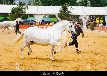 Cordoba, Andalusia, Spain : Horsemen and Andalusian thoroughbreeds at the Cordoba Horse Fair. Stock Photo