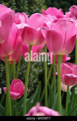 Long Stem Pink tulips in the garden in the Central Park Conservatory Garden Stock Photo