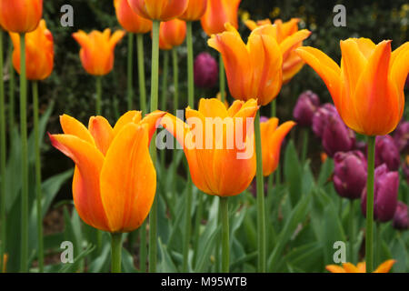 Bright Orange and Purple tulips in the garden in Central Park Conservatory Garden Stock Photo