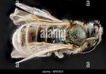 Lasioglossum pruinosum, F, top, Sleeping Bear Dunes, Michigan Stock Photo