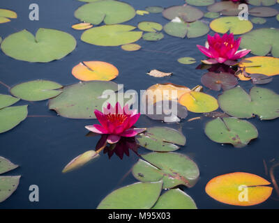 Bright pink Water Lilies at the Brooklyn Botanical Garden Stock Photo