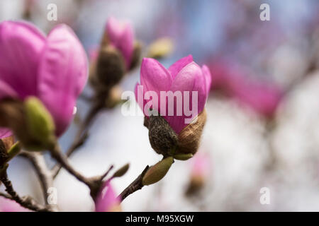 Pink and white saucer magnolia flowers (magnolia x soulangeana) growing on a tree in Atlanta, Stock Photo