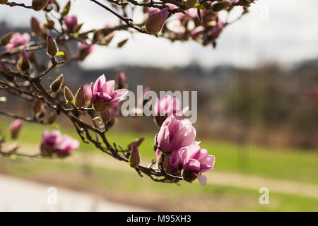 Pink and white saucer magnolia flowers (magnolia x soulangeana) growing on a tree in Atlanta, Stock Photo