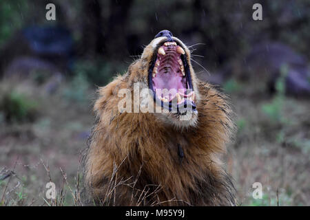 South Africa is a popular tourist destination for its blend of true African and European experiences. Kruger Park is world famous. Yawning lion. Stock Photo