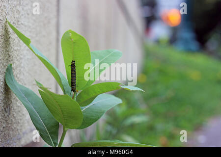 Monarch Caterpillar on Common Milkweed Stock Photo