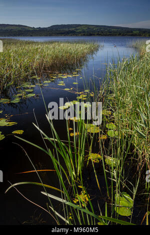 Reeds and lily pads on the shore of Lough Derg, Ireland in the morning sun Stock Photo