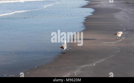 Two seagulls on the shore of Vero Beach, Florida. Stock Photo
