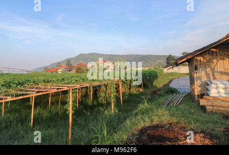 Lembang is a town and administrative village of West Bandung Regency in the province of West Java, Indonesia. Stock Photo