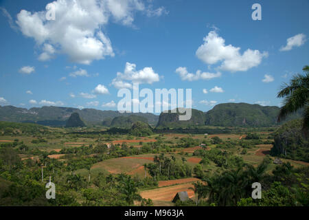 Looking out across the tobacco fields of the Valle de Vinales to a row of mogotes below a blue sky and puffy white clouds in Cuba Stock Photo