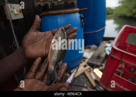 Fishermen and their catch south of Denton Bridge, in the Tanbi Wetland Complex. Stock Photo