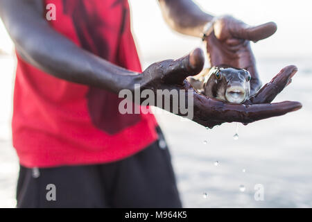 A local holds a Pufferfish after being caught in by a fisherman. Pufferfish can be lethal if not cooked properly so are discarded once caught. Kotu, The Gambia.
