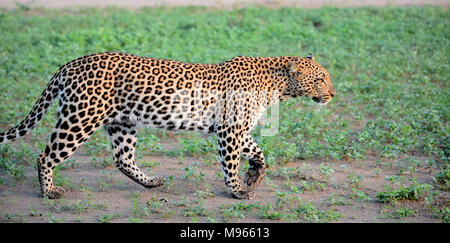 South Africa is a popular tourist destination for its blend of true African and European experiences. Kruger Park leopard in green grass. Stock Photo