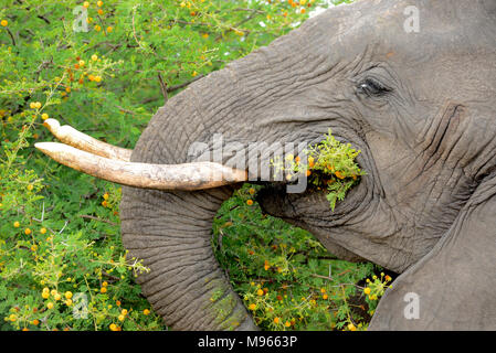 South Africa is a popular tourist destination for its blend of true African and European experiences. Kruger Park elephant eating acacia thorns. Stock Photo