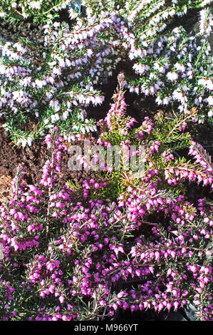 Heather Erica x darleyensis Kramers Red & Margaret Porter a white heather. Both are Winter - Spring heathers. Stock Photo