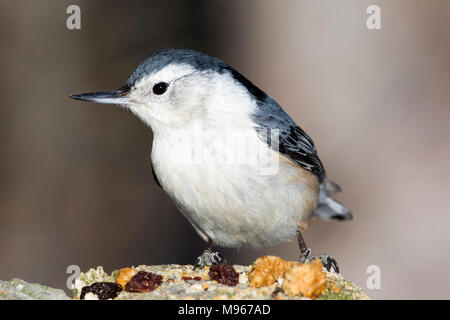 White-breasted nuthatch eating seed. Stock Photo