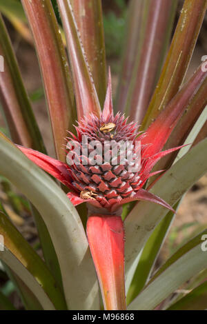 Pineapple (Ananas comosus) forming on a plant in a plantation in Zanzibar Stock Photo