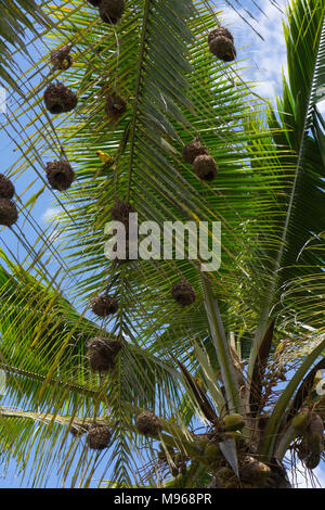 Eastern golden weaver (Ploceus subaureus) nests hanging in a palm tree in Zanzibar Stock Photo