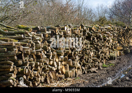 Large stockpile of Logs in the woodyard Stock Photo