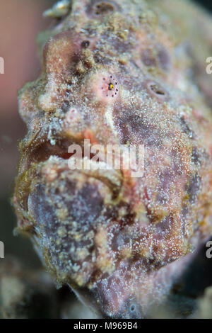 A Painted Frogfish, Antennarius pictus, Lembeh Island, Lembeh Strait, Pacific Ocean, Indonesia, Stock Photo