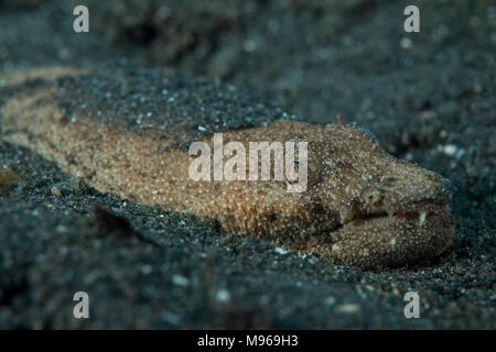 Crocodile Snake eel Brachysomophis crocodilinus Stock Photo - Alamy