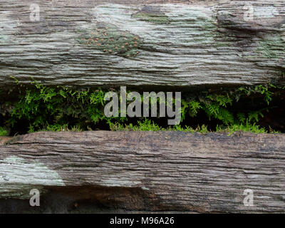 Small fern growing inside the crack of log bench in the park show details of exterior, used as background, with wooden texture in vintage and grunge style Stock Photo