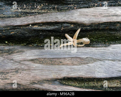 Dry star shaped leaf or flower fall inside the crack of log bench in the park show details of exterior, used as background, with wooden texture in vintage and grunge style Stock Photo
