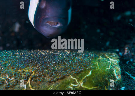 Saddleback Anemonefish, Amphiprion ploymnus, swims over her eggs,  Lembeh Island, Lembeh Strait, Pacific Ocean, Indonesia, Stock Photo