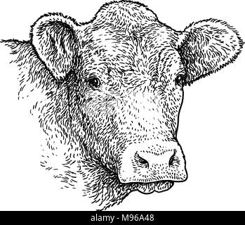 Cow head portrait illustration, drawing, engraving, ink, line art, vector Stock Vector