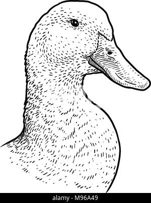 Duck head portrait illustration, drawing, engraving, ink, line art, vector Stock Vector