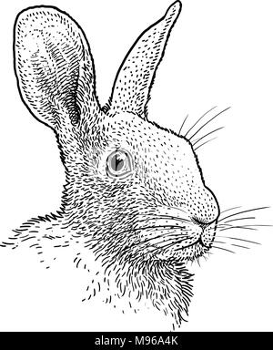 Rabbit head portrait illustration, drawing, engraving, ink, line art, vector Stock Vector