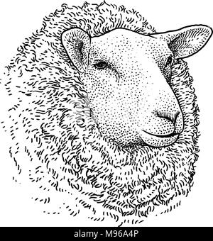 Sheep head portrait illustration, drawing, engraving, ink, line art, vector Stock Vector