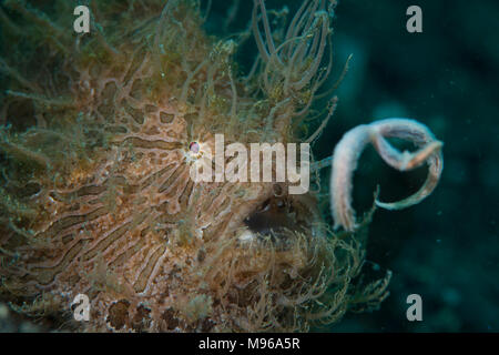 Striated Frogfish, Antennarius striatus, Lembeh Island, Lembeh Strait, Pacific Ocean, Indonesia, Stock Photo