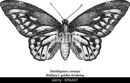 Ornithoptera croesus, Walalce's, golden birdwing, illustration, drawing, engraving, ink, line art, vector Stock Vector